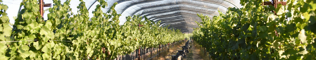 Vineyard Risk Management Research