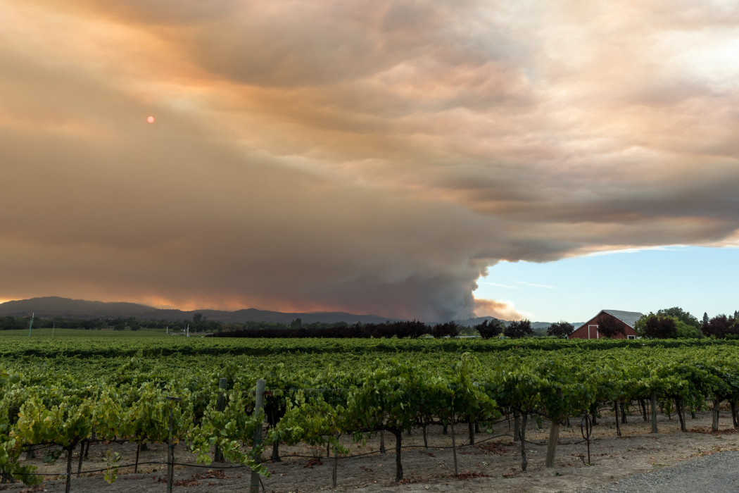 Walbridge Fire near Santa Rosa