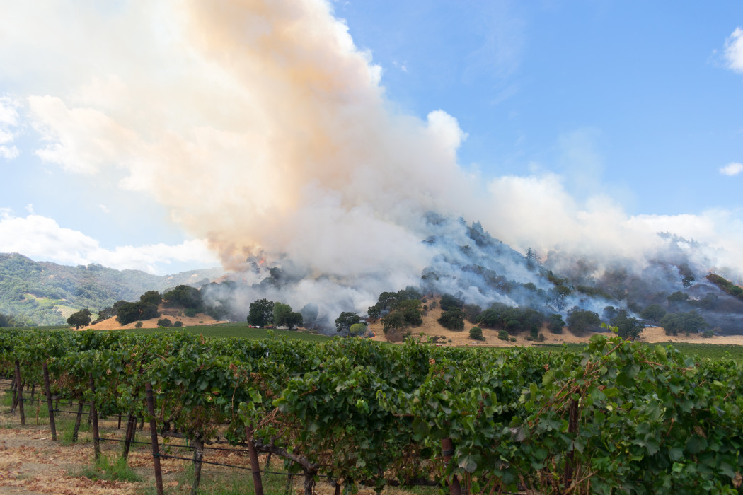 Northern California vineyard