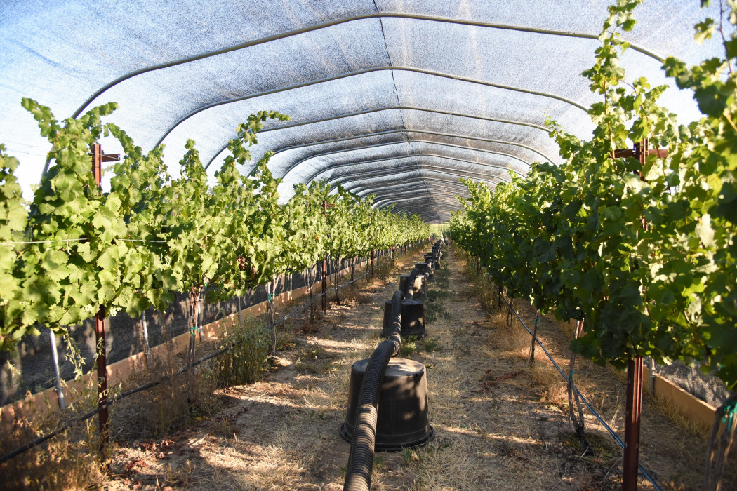 Smoke taint in wine grapes